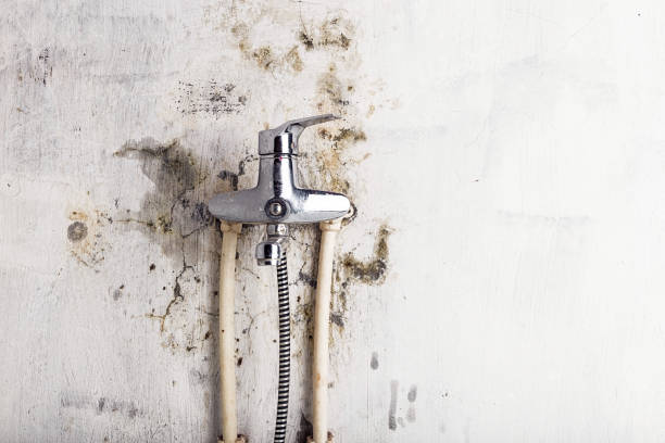 Best Mold Removal Near Me  in Ravensworth, VA