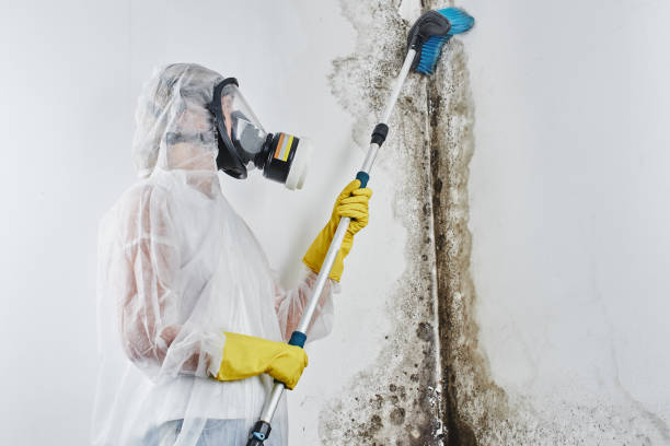 Best Toxic Mold Removal  in Ravensworth, VA