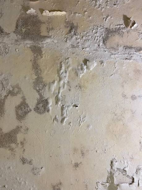Best Certified Mold Removal  in Ravensworth, VA