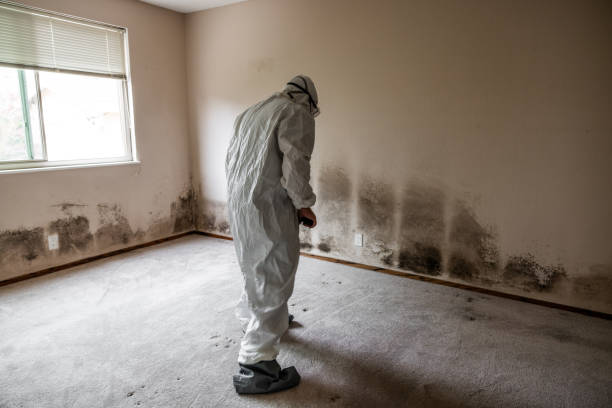 Best Home Mold Removal  in Ravensworth, VA