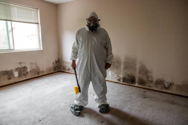 Best Same-Day Mold Removal  in Ravensworth, VA
